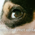 Oorzaken en Oplossingen voor Geluid bij Schakelen van 1 naar 2